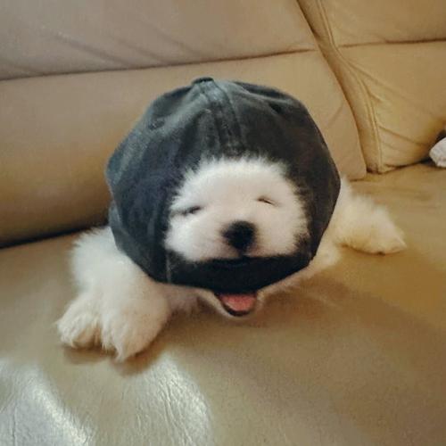 Hei 羅子熙