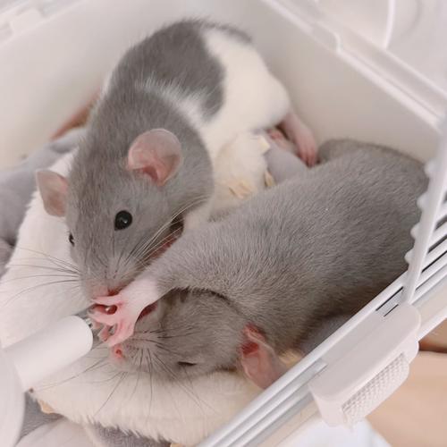 Fancyrat.piao花枝鼠